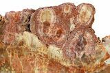 Petrified Wood (Araucaria) Stand-Up With Fungal Rot - Arizona #297297-3